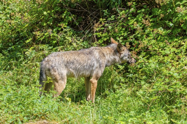 A gray wolf (Canis lupus lupus) runs through the undergrowth on the edge of a forest on a sunny day