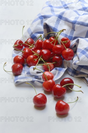 Sweet cherries with cloth, Prunus avium