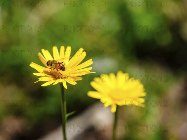 Hoverfly dung bee (Eristalis tenax) on the ox-eye daisy (Buphthalmum salicifolium), Jenner, Berchtesgaden National Park, Schönau am Königssee, Berchtesgadener Land, Upper Bavaria, Bavaria, Germany