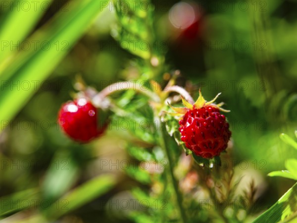 Wild strawberry (Fragaria vesca), Jenner, Berchtesgaden National Park, Schönau am Königssee, Berchtesgadener Land, Upper Bavaria, Bavaria, Germany