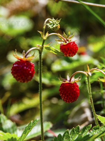 Wild strawberries (Fragaria vesca), Jenner, Berchtesgaden National Park, Schönau am Königssee, Berchtesgadener Land, Upper Bavaria, Bavaria, Germany