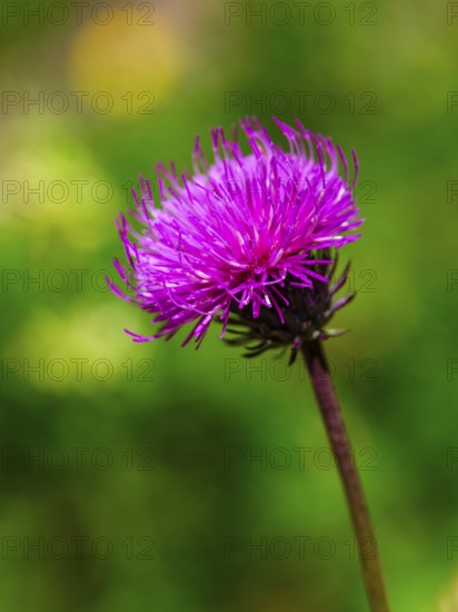 Mountain thistle (Carduus defloratus), Jenner, Berchtesgaden National Park, Schönau am Königssee, Berchtesgadener Land, Upper Bavaria, Bavaria, Germany