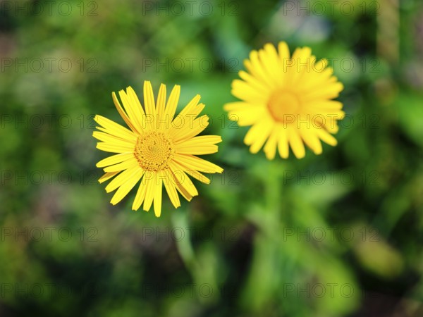 Ox-eye daisy (Buphthalmum salicifolium), Jenner, Berchtesgaden National Park, Schönau am Königssee, Berchtesgadener Land, Upper Bavaria, Bavaria, Germany