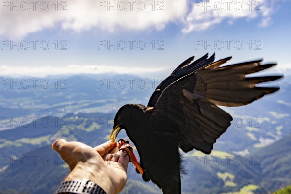 Alpine chough (Pyrrhocorax graculus) takes food from the hand of a mountaineer, Untersberg, Berchtesgadener Alpten, Berchtesgaden, Berchtesgadener Land, Upper Bavaria, Bavaria, Germany