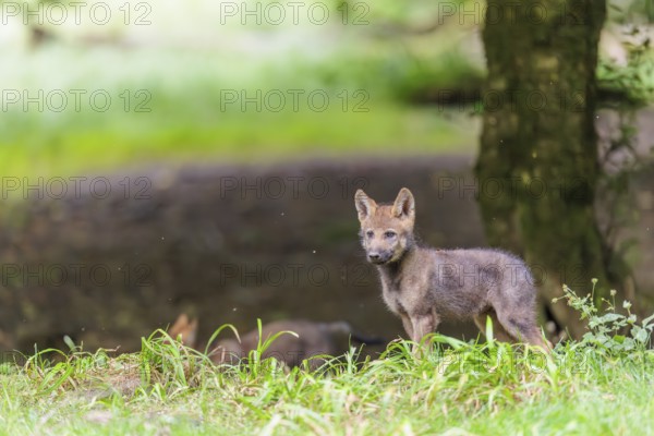 A gray wolf pup (Canis lupus lupus) stands on a small hill at the edge of the forest and observes the other members of the pack. A second pup passes behind him