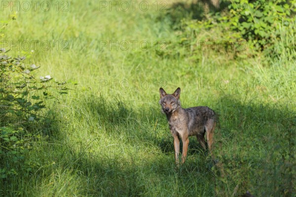 A gray wolf (Canis lupus lupus) stands in a clearing in a green meadow on a sunny day