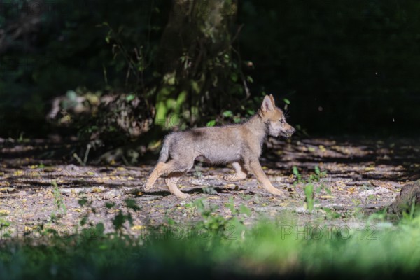 A gray wolf pup (Canis lupus lupus) runs along the edge of the forest on a sunny day