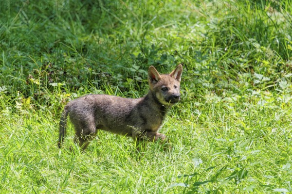 A seven-week-old gray wolf pup (Canis lupus lupus) runs across a green meadow on a sunny day