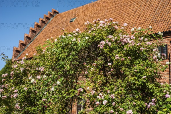 Rose garden at the old monastery, built in 1267, in Ystad, Scania, Sweden, Scandinavia