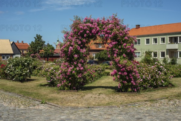 Portal with blooming Wartburg rose at Rose Square in Simrishamn, Skåne County, Sweden, Scandinavia