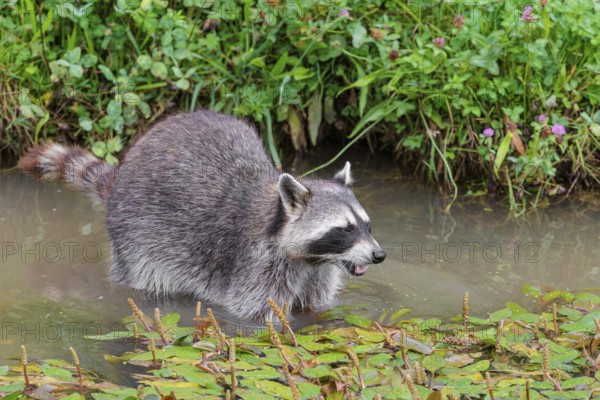 An adult raccoon (Procyon lotor) searches for food in the shallow water of a stream surrounded by dense riparian vegetation