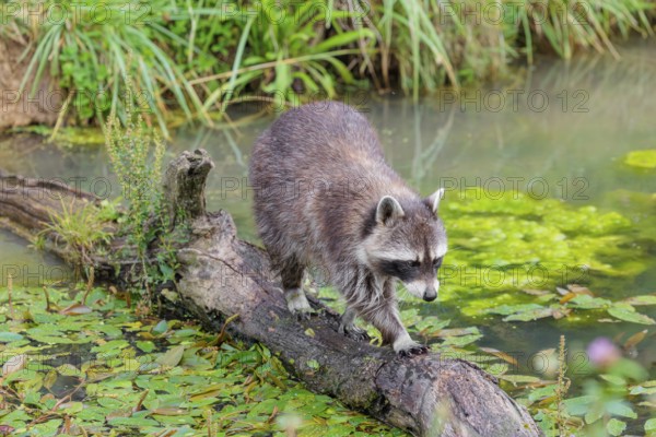 An adult raccoon (Procyon lotor) crosses the shallow water of a stream on a broken branch of a tree