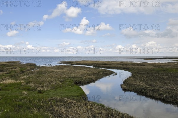 Salt marshes on the North Sea, North Sea coast, dyke foreland between Duhnen, Sahlenburg and Arensch, valuable nature reserve, important bird breeding area, bird sanctuary, habitat of numerous endangered coastal plants, Wadden Sea of Lower Saxony, Northern Germany, Cuxhaven, Duhnen, Sahlenburg, Lower Saxony, Germany, Western Europe