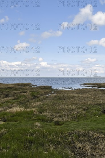 Salt marshes on the North Sea, North Sea coast, dyke foreland between Duhnen, Sahlenburg and Arensch, valuable nature reserve, important bird breeding area, bird sanctuary, habitat of numerous endangered coastal plants, Wadden Sea of Lower Saxony, Northern Germany, Cuxhaven, Duhnen, Sahlenburg, Lower Saxony, Germany, Western Europe
