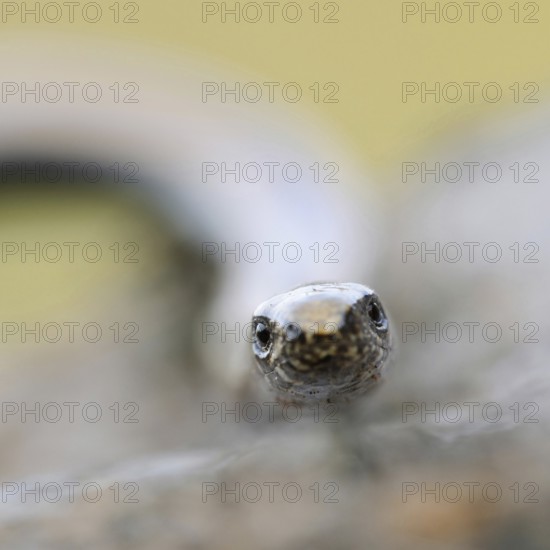 Lizard eyes... Slow worm (Anguis fragilis), frontal close-up, head portrait, direct eye contact, hypnotising look into the eyes, eye to eye with the lizard, lizard, reptile, no snake, native nature, Lower Rhine, North Rhine-Westphalia, Germany, Western Europe