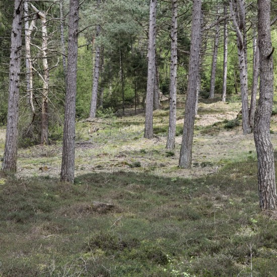 Dune pine forest... Wernerwald (Cuxhaven-Duhnen), black pines (Pinus nigra), typical forest form on nutrient-poor, sandy soils, only forest on the German North Sea coast in direct transition to the Wadden Sea, native nature, Cuxhaven, Duhnen, Sahlenburg, Lower Saxony, Germany, Western Europe