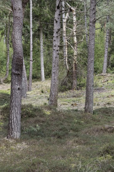 Dune pine forest... Wernerwald (Cuxhaven-Duhnen), black pines (Pinus nigra), typical forest form on nutrient-poor, sandy soils, only forest on the German North Sea coast in direct transition to the Wadden Sea, native nature, Cuxhaven, Duhnen, Sahlenburg, Lower Saxony, Germany, Western Europe