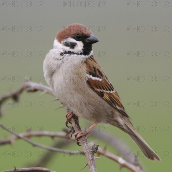 Tree sparrow (Passer montanus), differs from the house sparrow by the brown instead of grey cap, sits on the top of a bramble bush, on a bramble tendril, against a pale green, beautifully coloured natural background, native birdlife, wildlife, nature, Lower Rhine, Rhineland, North Rhine-Westphalia, Germany, Western Europe