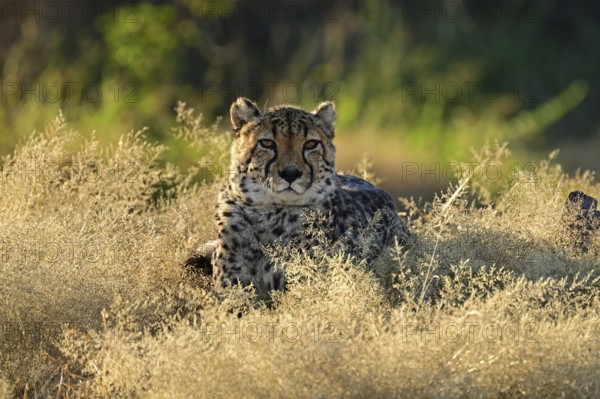Cheetah (Acinonyx jubatus), Namibia