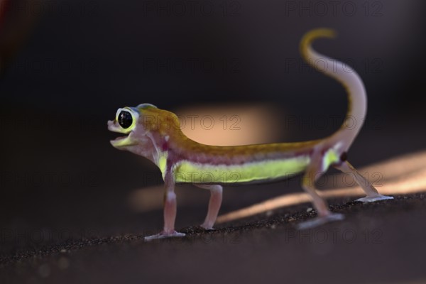 Palmato gecko (Pachydactylus rangei), Namib Desert, Namibia