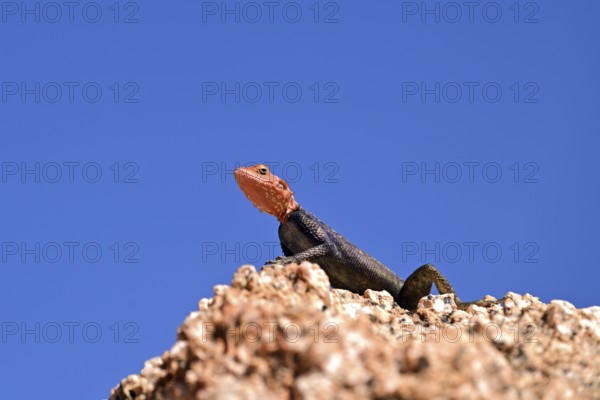 Rock agama (Agama planiceps), Namibia