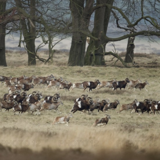 European mouflon (Ovis orientalis musimon), mouflon, mouflons, wild sheep, large herd, running, fleeing over open country, wide grasslands, typical habitat, Veluwe, Netherlands, Western Europe