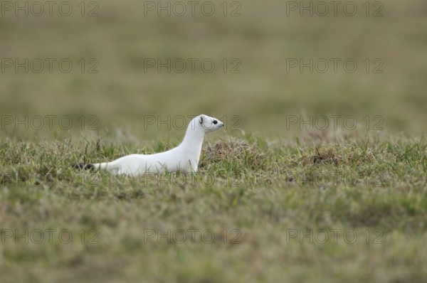 On the hunt... Ermine (Mustela erminea), large weasel in white winter fur hunting in a pasture, meadow in the Sauerland, native nature, Balve, North Rhine-Westphalia, Germany, Western Europe