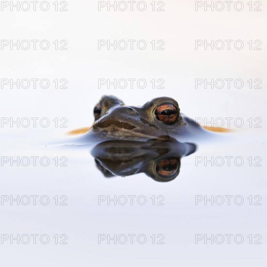 Waiting... Common toad (Bufo bufo) in spawning waters, waiting for a female ready to mate, typical toad eyes, beautiful light, native amphibians, toads, nature, native nature, Meerbusch, Rhineland, Cologne Bay, North Rhine-Westphalia, Germany, Western Europe