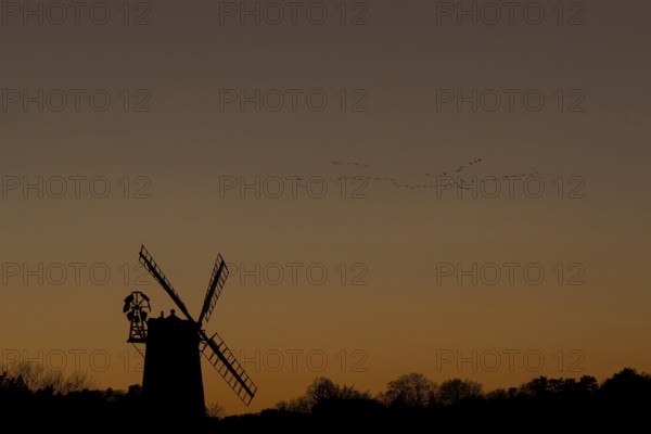 Windmill silhouette at sunset with a red sky and a skein or flock of Pink-footed geese (Anser brachyrhynchus) birds flying above, Cley-next-to-the-sea, Norfolk, England, United Kingdom