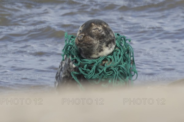 Grey seal (Halichoerus grypus) adult animal with netting wrapped around its body resting on a beach, England, United Kingdom