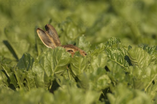 European brown hare (Lepus europaeus) adult animal in a farmland sugar beet crop, England, United Kingdom