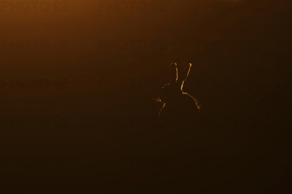 European brown hare (Lepus europaeus) adult animal rim lit from backlighting in a farmland field at sunset, England, United Kingdom