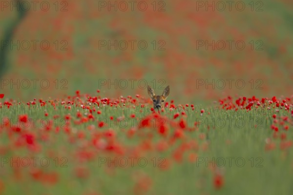 Roe deer (Capreolus capreolus) adult female doe animal in a farmland wheat field with red poppy flowers in summer, England, United Kingdom
