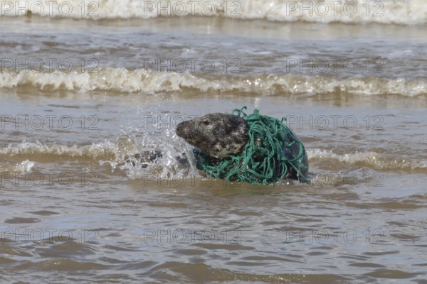Grey seal (Halichoerus grypus) adult animal with netting wrapped around its body resting in the surf of the sea, England, United Kingdom