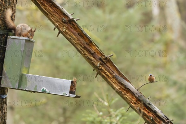 Red squirrel (Sciurus vulgaris) two adult animals on a woodland feeder with a male Chaffinch bird looking on, England, United Kingdom