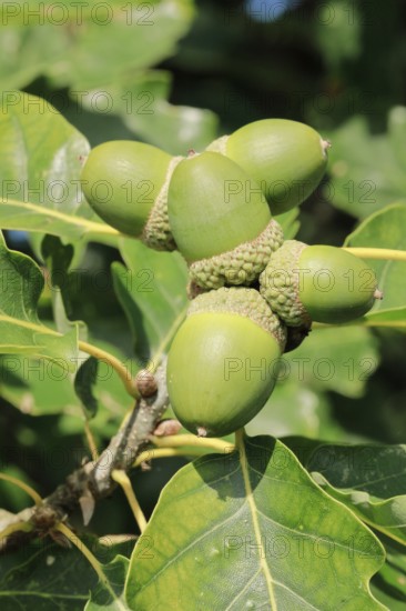 Close-up of green acorns and oak leaves in late summer, Lower Saxony, Germany