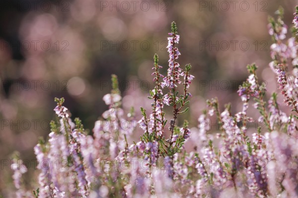 Close-up of flowering heather against the light in the Lüneburg Heath, Lower Saxony, Germany