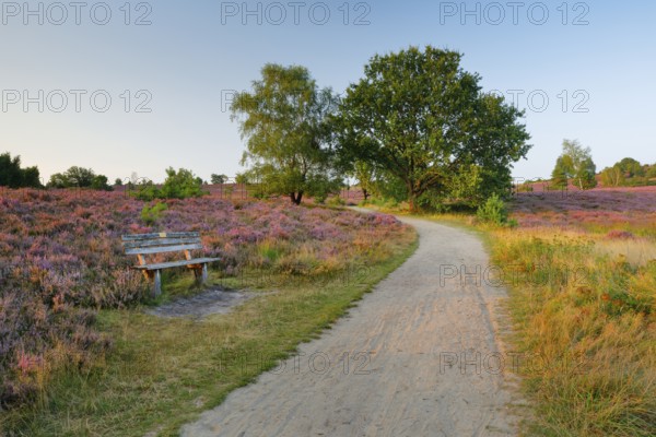 Idyllic wooden bench in the middle of the blooming Lüneburg Heath, Lower Saxony, Germany