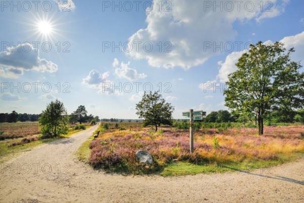 Country lane in the middle of the blooming Lüneburg Heath, Lower Saxony, Germany