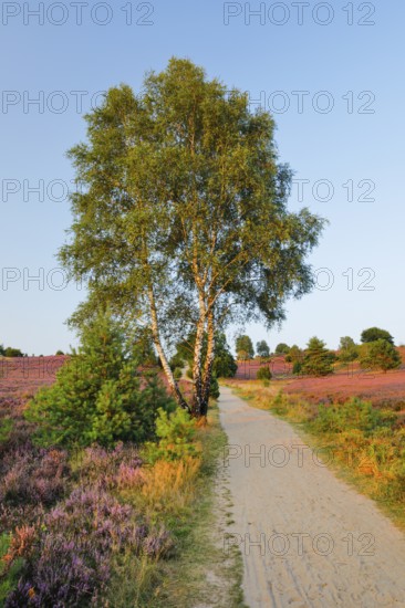 Idyllic country lane in the middle of the blooming Lüneburg Heath, Lower Saxony, Germany