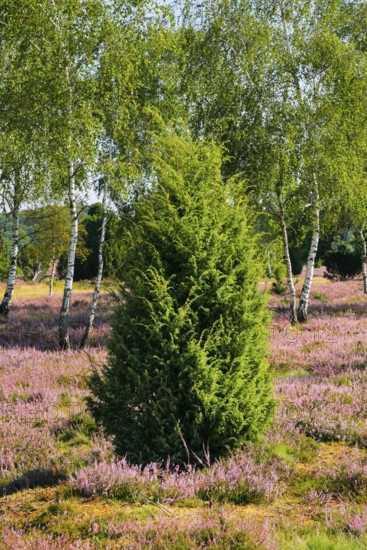 Birches and junipers in the blooming Lüneburg Heath, Lower Saxony, Germany
