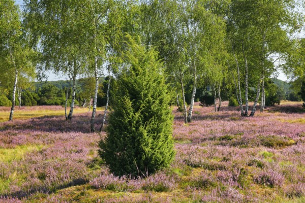 Birches and junipers in the blooming Lüneburg Heath, Lower Saxony, Germany