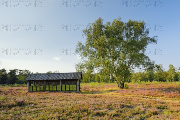 Beehives in the middle of the blooming Lüneburg Heath, Lower Saxony, Germany