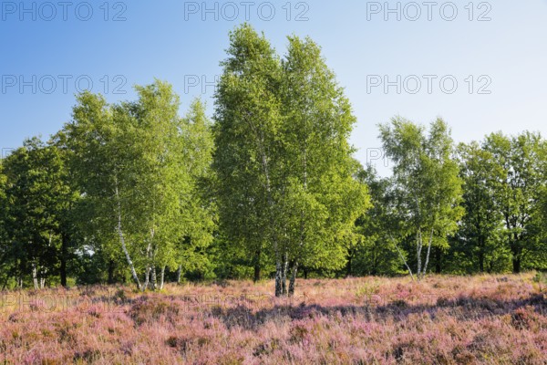Birch trees in the blooming Lüneburg Heath, Lower Saxony, Germany