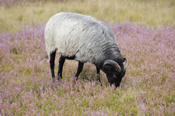 Heidschnucke moorland sheep feeding in the middle of the blooming Lüneburg Heath, Lower Saxony, Germany