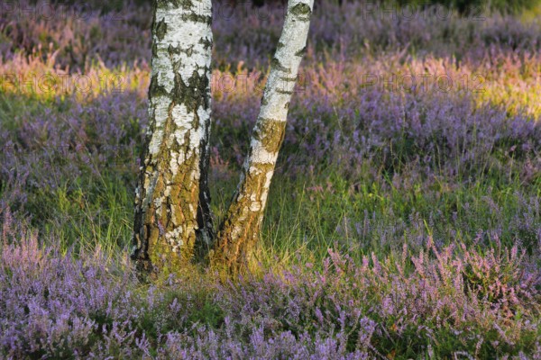 Birch trunks and blooming heather in the Osterheide, Lüneburg Heath, Lower Saxony, Germany