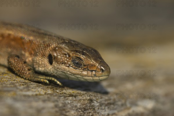 Common lizard (Zootoca vivipara) adult reptile sleeping on a wooden sleeper, England, United Kingdom