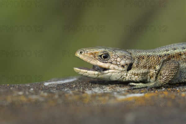 Common lizard (Zootoca vivipara) adult reptile with its mouth open on a wooden sleeper, England, United Kingdom