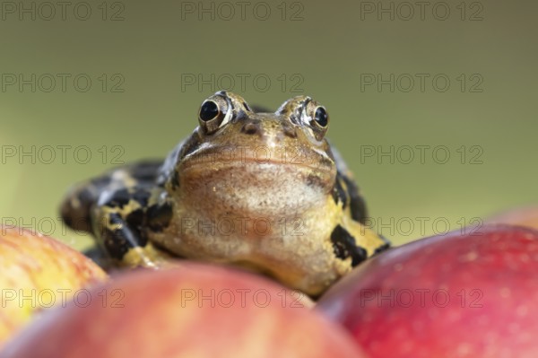 Common frog (Rana temporaria) adult amphibian on fallen fruit apples in a garden in summer, England, United Kingdom