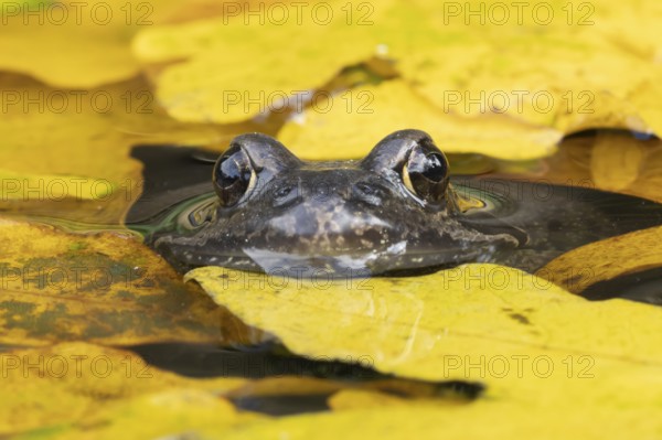 Common frog (Rana temporaria) adult amphibian in a garden pond with fallen autumn leaves on the water surface, England, United Kingdom